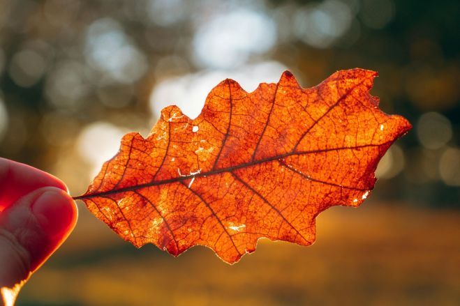 Foto - www.pexels.com