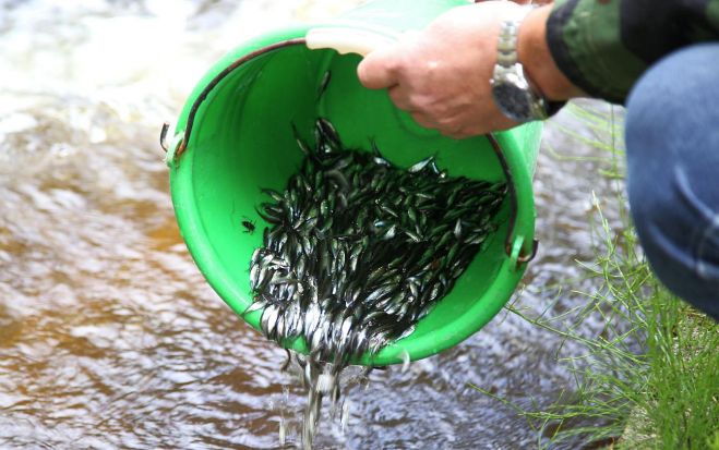 Jau ilgāku laiku ik gadu septembrī Daugavā lejpus Rīgas HES ielaiž 400 000 vimbu mazuļu. Tie izaudzēti zivju audzētavas “Dole” dīķos, kur tos pavasarī ielaida kā kāpurus. Foto – VAS “Latvenergo”