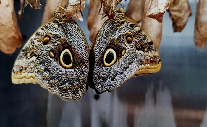 Foto: Siguldas Tropu tauriņu māja