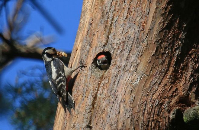 Foto – Ilze Priedniece, Latvijas Dabas fonds