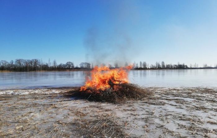 Tiklīdz aizsals Kaņiera ezers un būs iespējams uzkāpt uz ledus, sāksies putnu ligzdošanas vietu sakopšana – niedru pļaušana un atkrūmošana. “Pēc šīm talkām jeb kopdarba cilvēkus cienājam ar karstu zupu,” piebilst Dabas aizsardzības pārvaldes pārstāvis Artūrs Jansons. Foto – Aija Balandiņa