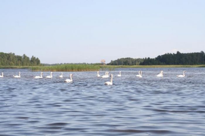 Ķemeru Nacionālajā parkā notiks Starptautisko putnu vērošanas dienu pasākumi