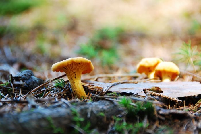 Foto: pixabay.com