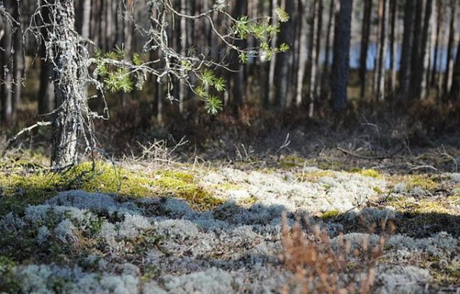 Meža zemsedze Lilastē, kur biotopa zemsedzē redzamas sūnu un ķērpju sugas, kā arī atvērta ainava un saulaina zemsedze, ko nenoēno priedes. Carnikavas piejūras mežos pārsvarā redzamā aina zemsedzē ir tikai nobirušās skujas un minimāls sūnu un ķērpju klājums. Foto - Agnese Jeniņa.