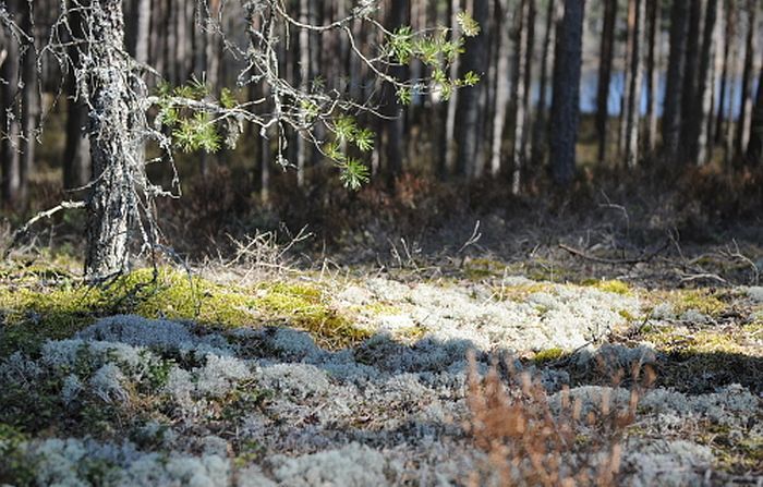 Meža zemsedze Lilastē, kur biotopa zemsedzē redzamas sūnu un ķērpju sugas, kā arī atvērta ainava un saulaina zemsedze, ko nenoēno priedes. Carnikavas piejūras mežos pārsvarā redzamā aina zemsedzē ir tikai nobirušās skujas un minimāls sūnu un ķērpju klājums. Foto - Agnese Jeniņa.