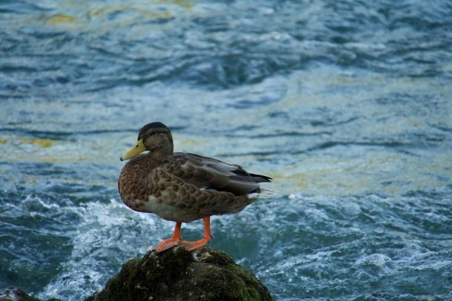 Foto - www.pexels.com