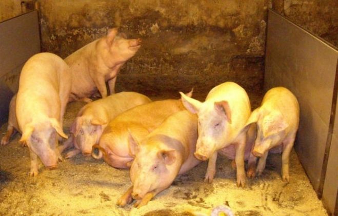 Cūkkopības uzņēmums &quot;Baltic Pork&quot; attīstībā ieguldīs 1,44 miljonus eiro