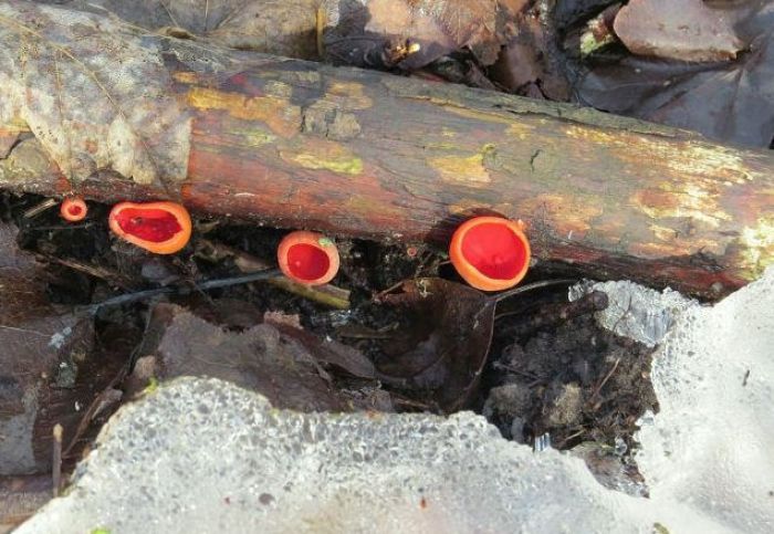 Pirmo reizi novērojumu vēsturē gaisa temperatūra Latvijā tik agri gadā pakāpusies virs +13 grādiem