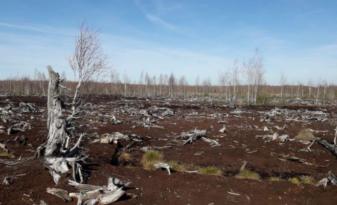Kūdras lauks, kurā atklājušies pirms vairākiem tūkstošiem gadu auguša meža koku celmi