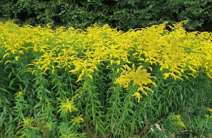 Foto - latvianature.daba.gov.lv