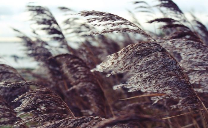 Attēls rakstam: Gaidāma vējaina nedēļas nogale