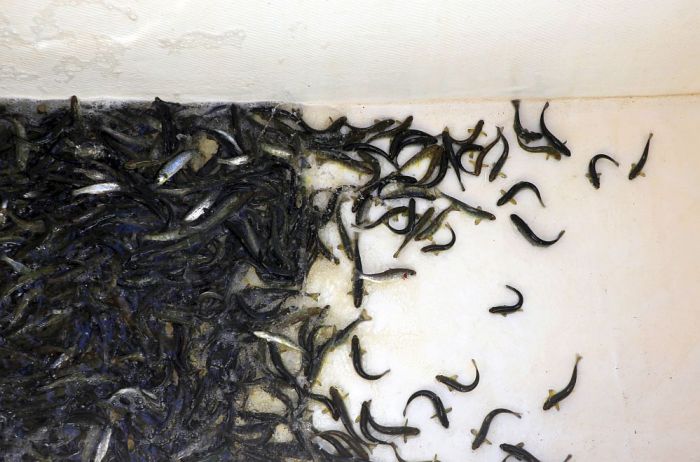 Foto - publicitātes