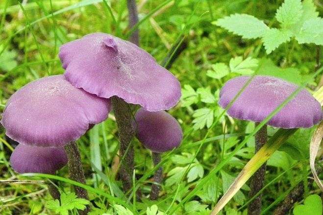 Foto - Latvijas Mikologu biedrība