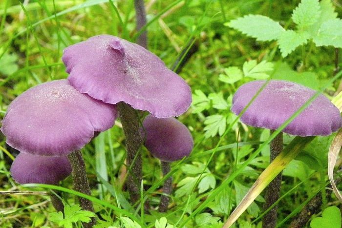 Attēls rakstam: Gada sēne — ametista bērzlapene, Gada ķērpis — dzeltenais sienasķērpis