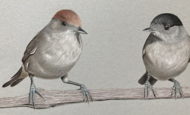 17.II Gintas Eglītes putnu zīmējumu izstādes atklāšana Upesciemā