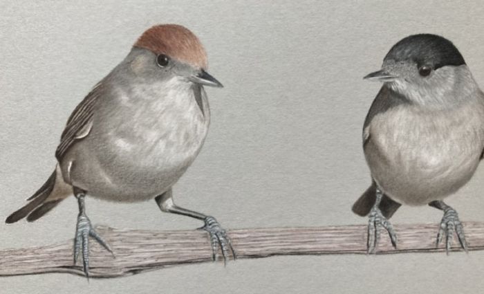 17.II Gintas Eglītes putnu zīmējumu izstādes atklāšana Upesciemā