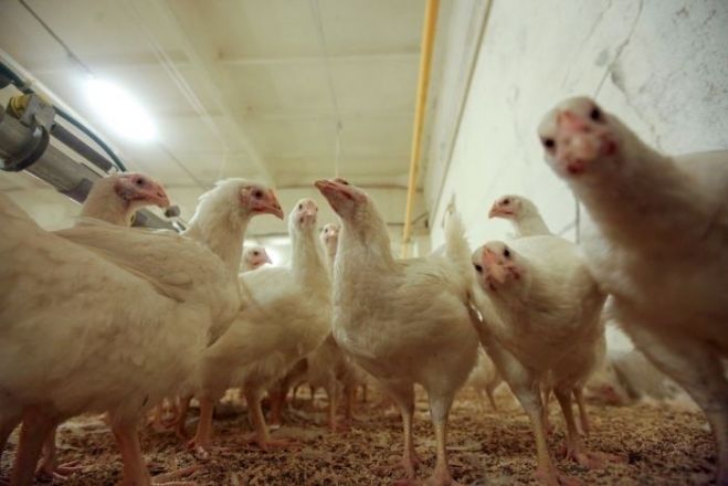 Gaidāma sabiedriskā apspriešana saistībā ar "Putnu fabrikas "Ķekava"" mājputnu kompleksa pārbūvi