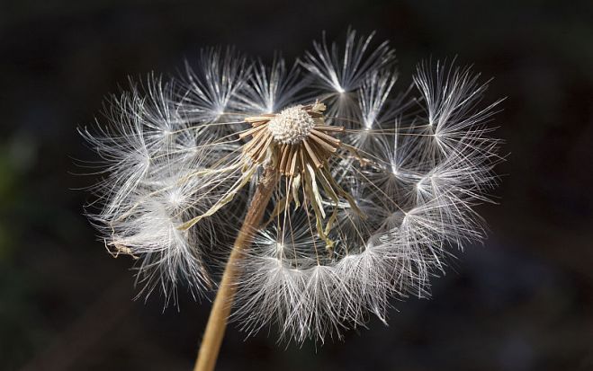 Foto - pixabay.com
