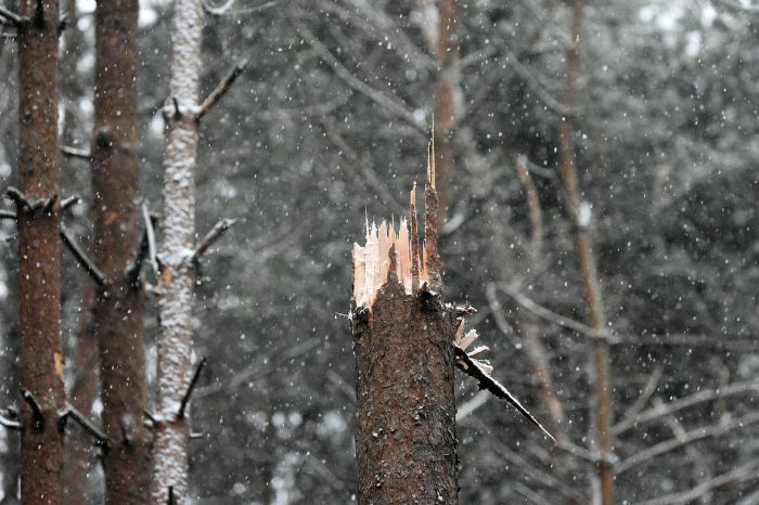 Attēls rakstam: Vairākās vietās Rīgas reģionā glābēji devās likvidēt stiprā vēja radītos postījumus