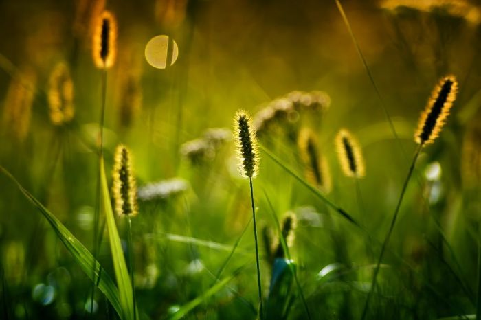Foto - www.pexels.com