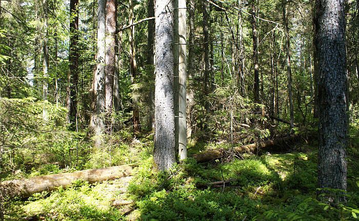 Foto - arhīvs