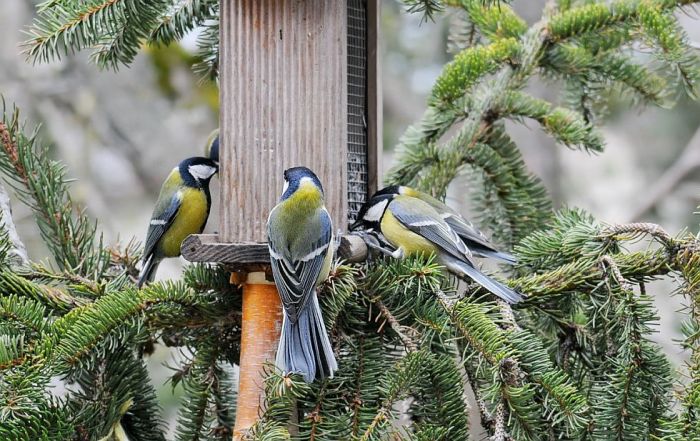 Foto – Selga Bērziņa