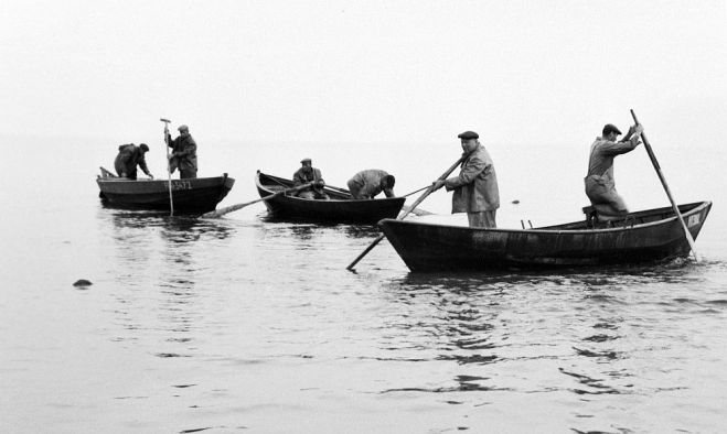 Uz vimbām ir vērts iet – 1938. gadā Latvijas piekrastē nozvejoja 73 tonnas vimbu, 2013. gadā – 50 tonnas, 2022. gadā – 45 tonnas. Foto – Valdis Brauns