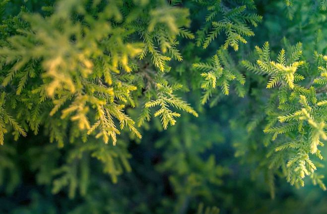 7.XII Ziemassvētku tirdziņš un egles iedegšana Baložos