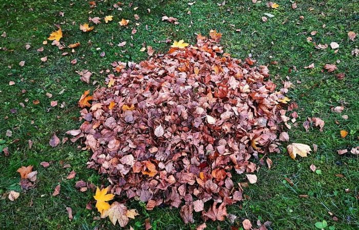 Attēls rakstam: No 11. līdz 15. novembrim Siguldas novadā notiks lapu nodošanas akcija