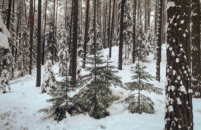 Foto - arhīvs