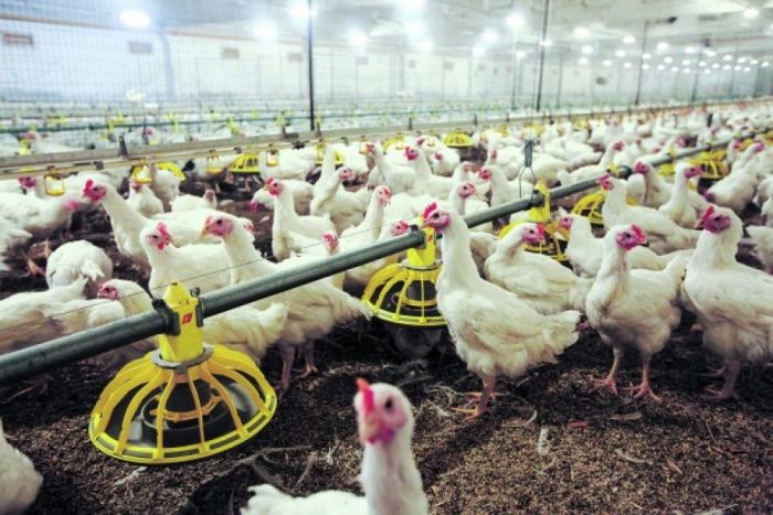Aptauja Ķekavā: Vai atbalstāt putnu fabrikas &quot;Ķekava&quot; paplašināšanu?