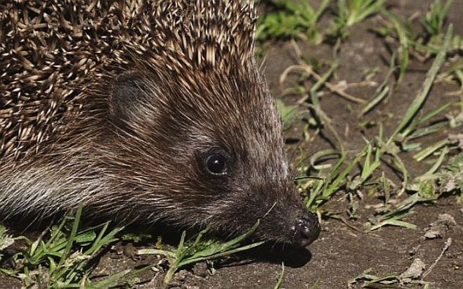 Foto - Latvijas valsts meži