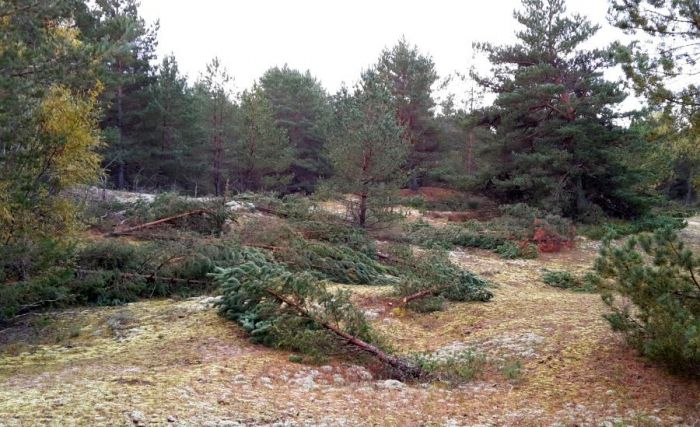 Ja pelēko kāpu, kas tiek uzskatīta par vienu no vērtīgākajiem biotopiem, nekopj, tā pamazām aizaug un tur vairs nespēj augt šai zonai raksturīgie augi, piemēram, pelēkais ķērpis. Tādēļ Pierīgā ir sākušies aktīvi pelēkās kāpas sakopšanas darbi, izcērtot tajās saaugušās priedītes. Foto – Aija Balandiņa un publicitātes