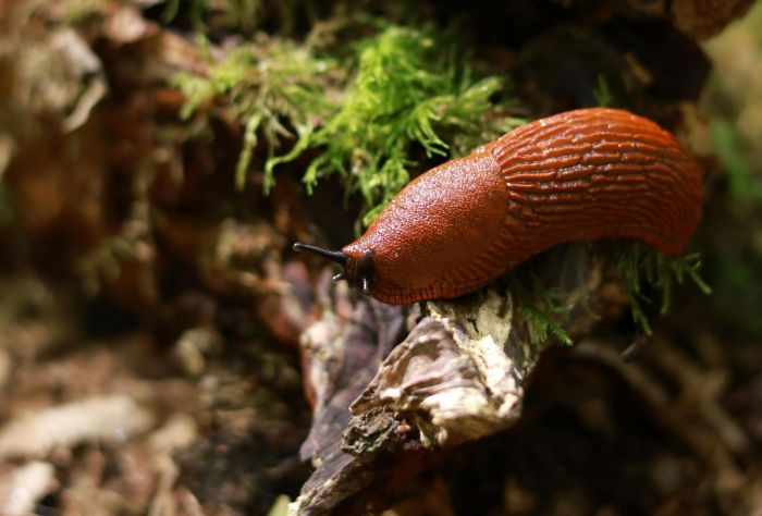 Foto - www.pexels.com un Liene Ozola