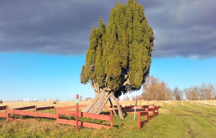 Rietekļa kadiķis. Foto - Dabas aizsardzības pārvalde