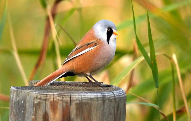 Bārdzīlīte. Foto – M.Dobelis