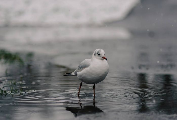 Foto - www.pexels.com