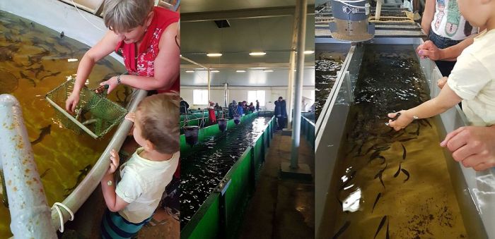 Foto – no zivju audzētavas “Dole” arhīva