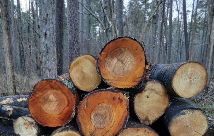 Attēls rakstam: VMD pabeidzis pārbaudes Jūrmalas pašvaldības mežos, konstatētas neatbilstības