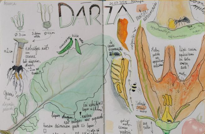 4.X Radoša dabas piezīmju darbnīca Piņķos