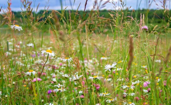 Attēls rakstam: Bioloģiskās daudzveidības saglabāšanai plānots noteikt jaunas "Natura 2000" teritorijas