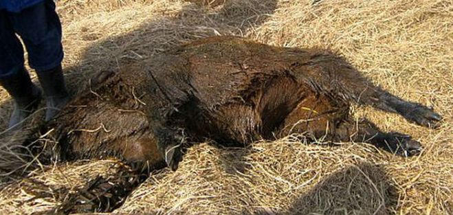 PVD arī nākamgad plāno maksāt medniekiem par nomedītajām meža cūku mātēm