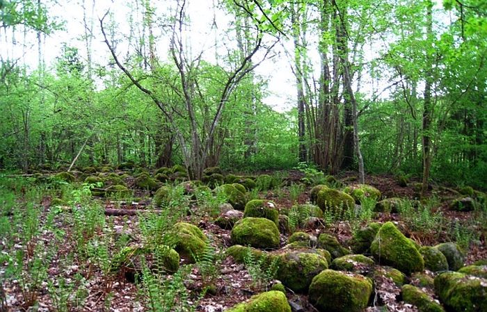 Stēderes senkapi, līdzīgi kā Murjāņu senkapi, ir liecība par lībiešu dzīvi šajā apvidū 10.-13.gs. Foto - Sējas novada pašvaldība