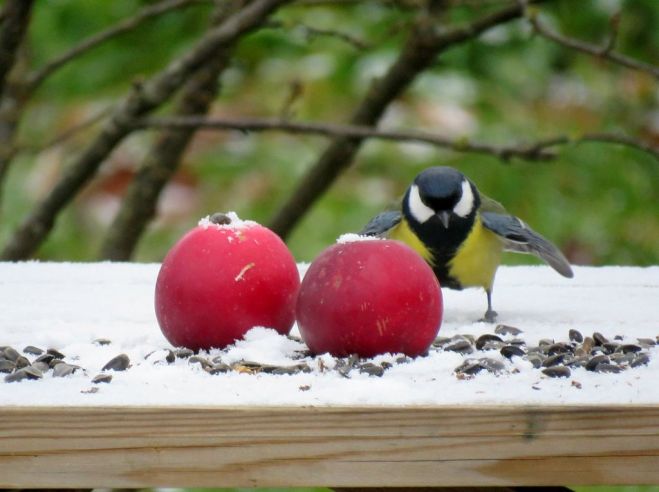 Foto: Pirmais sniegs un mazliet saules