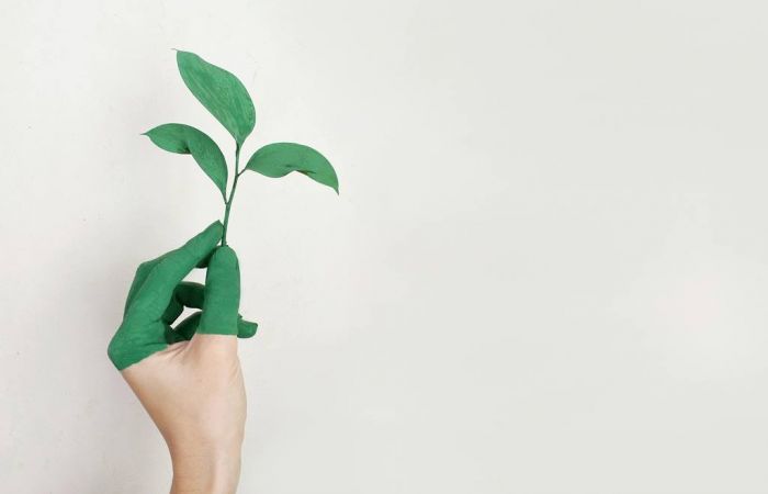 Foto - www.pexels.com