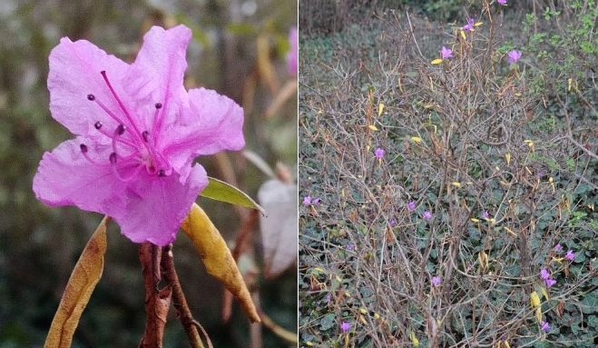 Šim krāšņajam Ledebūra rododendram, kas aug Nacionālajā botāniskajā dārzā Salaspilī, siltais laiks tā sajaucis galvu, ka tas uzziedēja jau novembrī. Foto – no Nacionālā botāniskā dārza arhīva