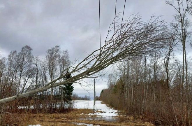 Foto - &quot;Sadales tīkls&quot;