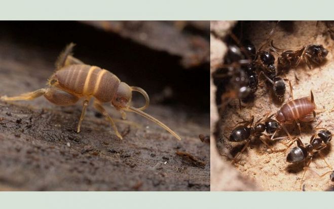 Pa kreisi – skudru circenītis, pa labi – skudru circenītis ar skudrām. Foto – Hoenle P., Fahr J. (“iNaturalist”)