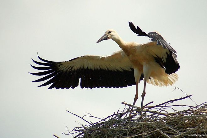 Foto - Selga Bērziņa