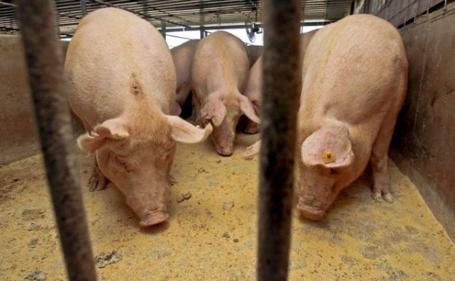 &quot;Baltic Pork&quot;: Cūkkopības uzņēmumiem šis gads būs izaicinājumu pilns